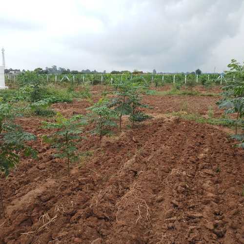 Go Green Farm Lands in Kandukur, Hyderabad | Find Price, Gallery, Plans ...