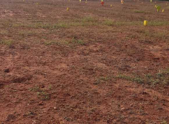 Madappa Layout in Gundlupet, Chamarajanagar | Find Price, Gallery ...