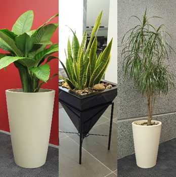 download indoor house plants