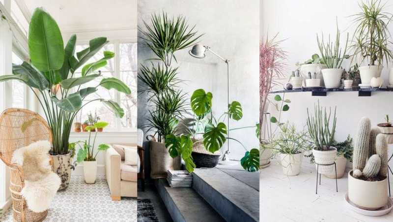 Green Colour Room: Bringing Nature Indoors